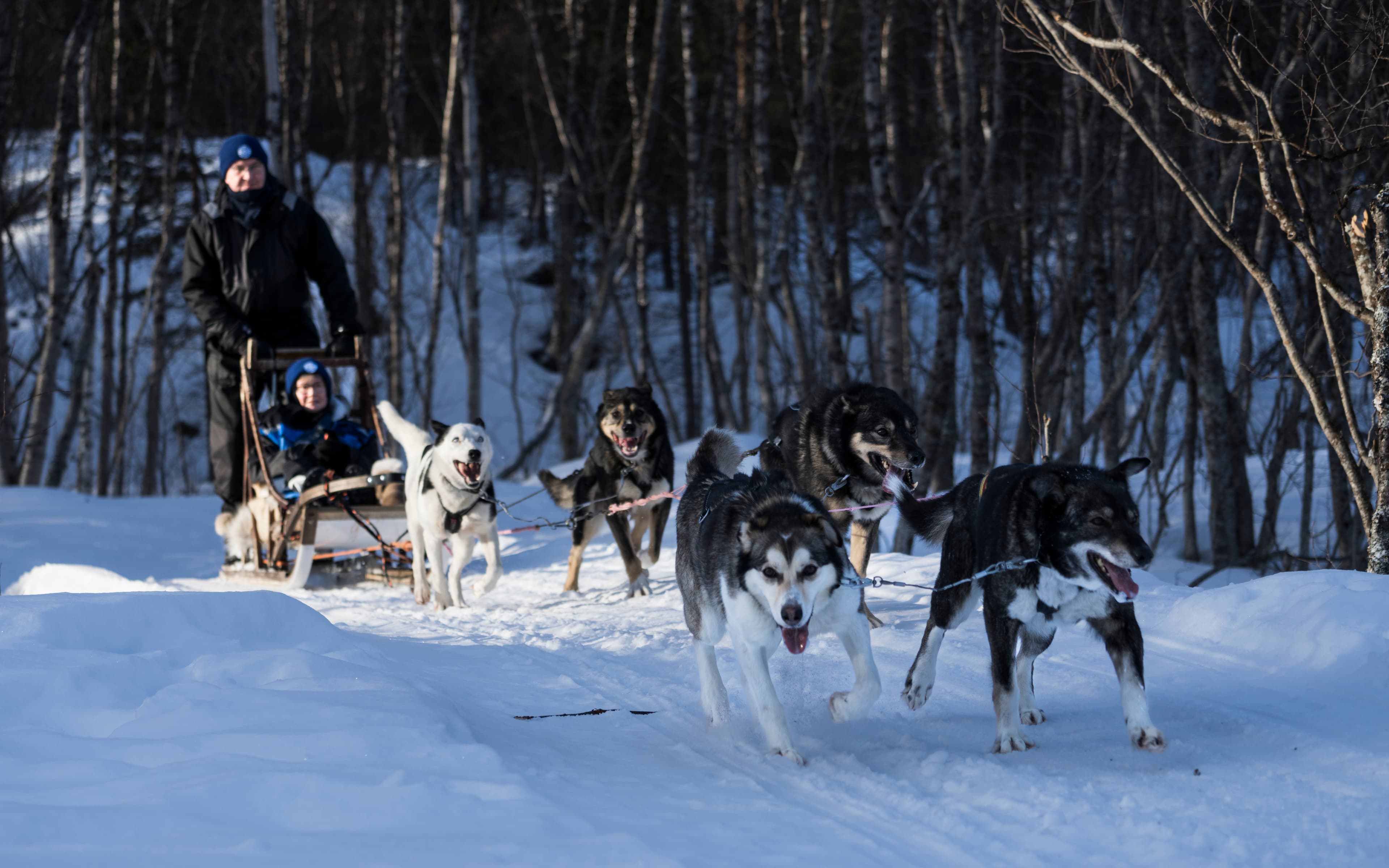 Musher riding a dog sled with a team of huskies in a snowy forest trail.