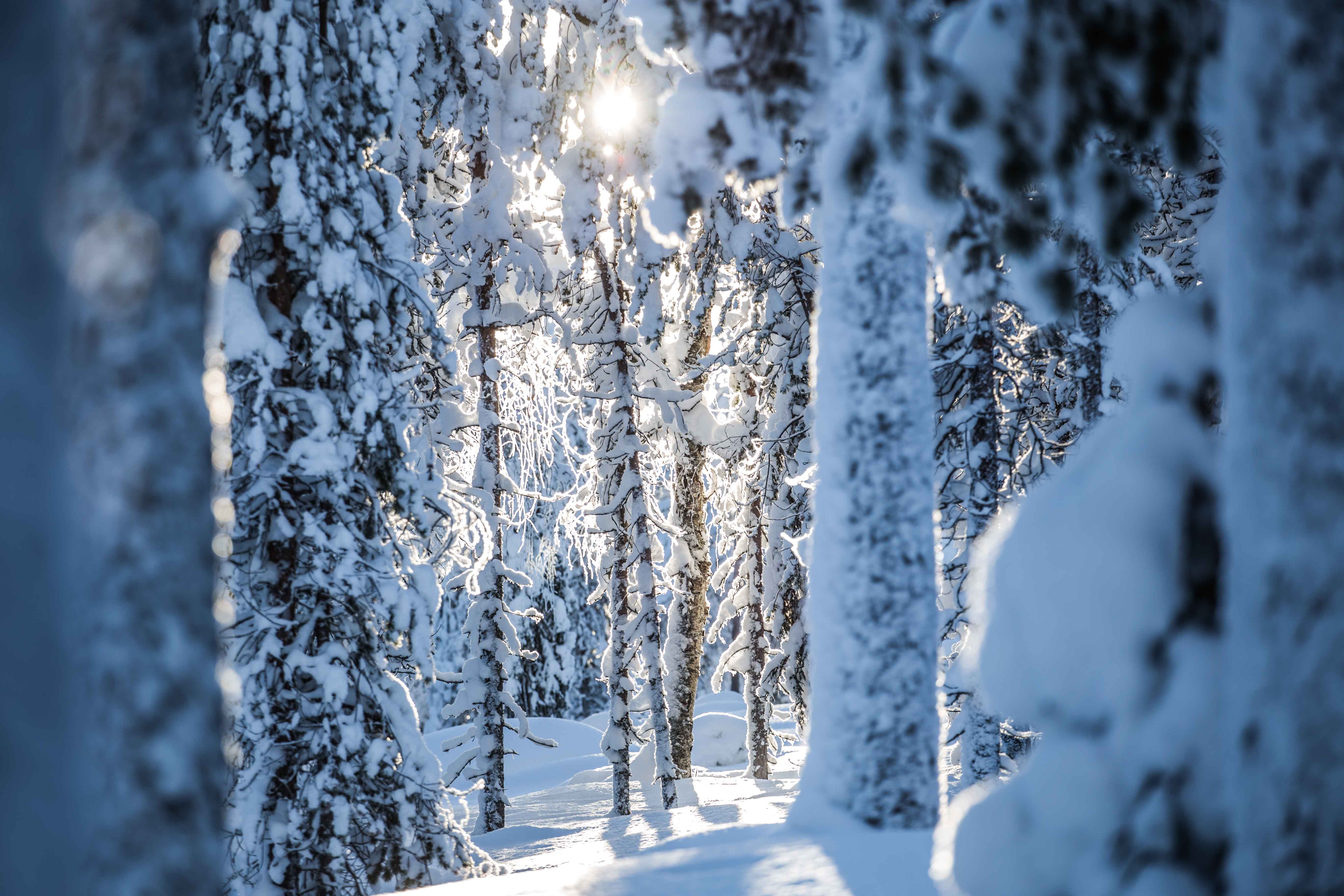 Snow-covered forest with sunlit bare trees and softly blurred foreground branches in winter light.