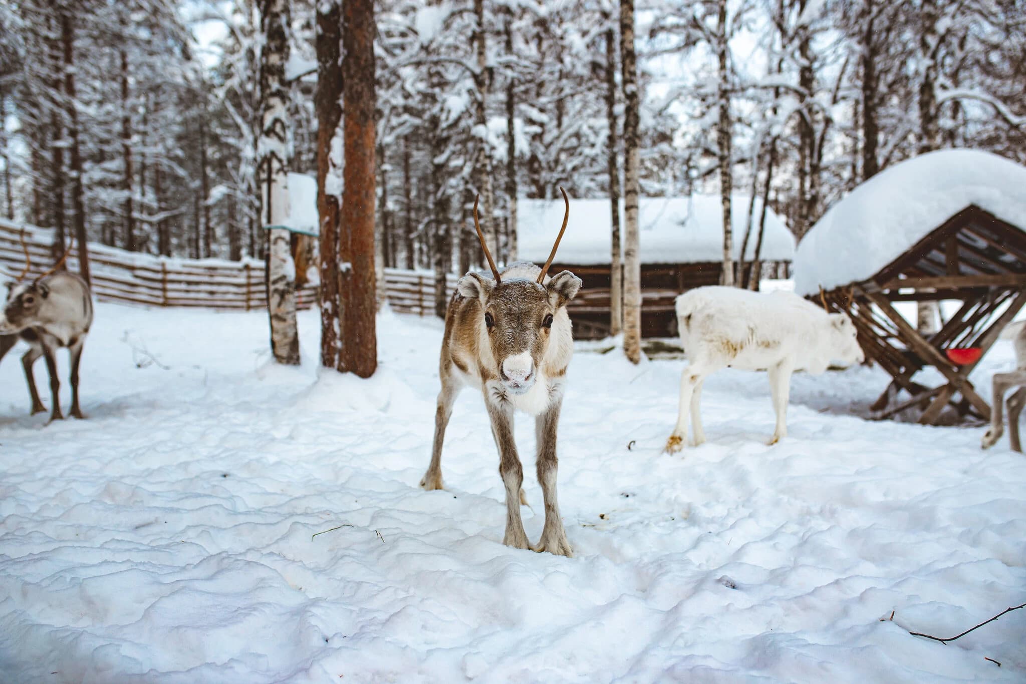 Reindeer standing in a snowy forest enclosure with a wooden shelter and other reindeer nearby.