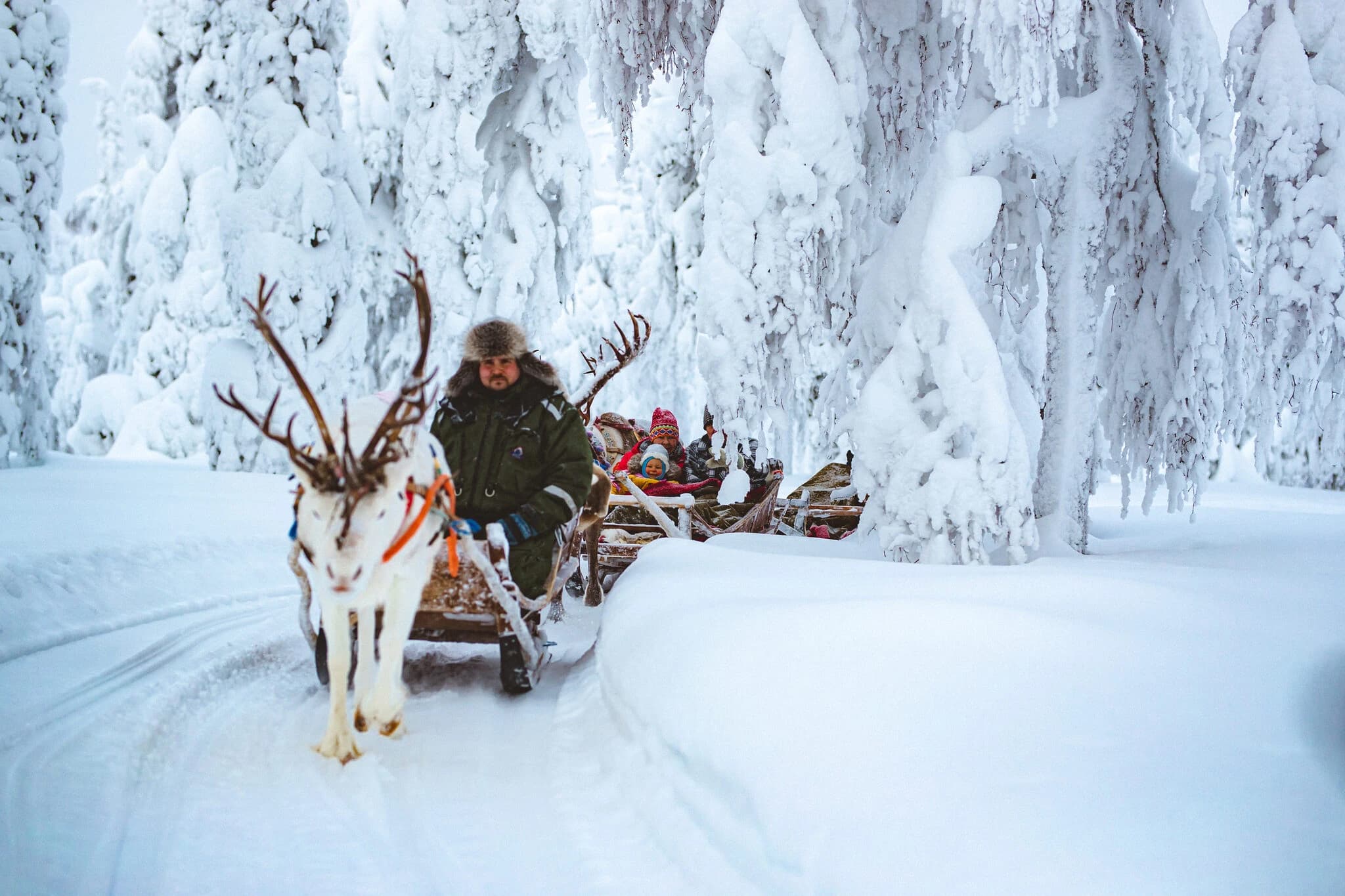 Reindeer sleigh ride through a snowy forest, with a man holding reins and passengers bundled in winter clothing.