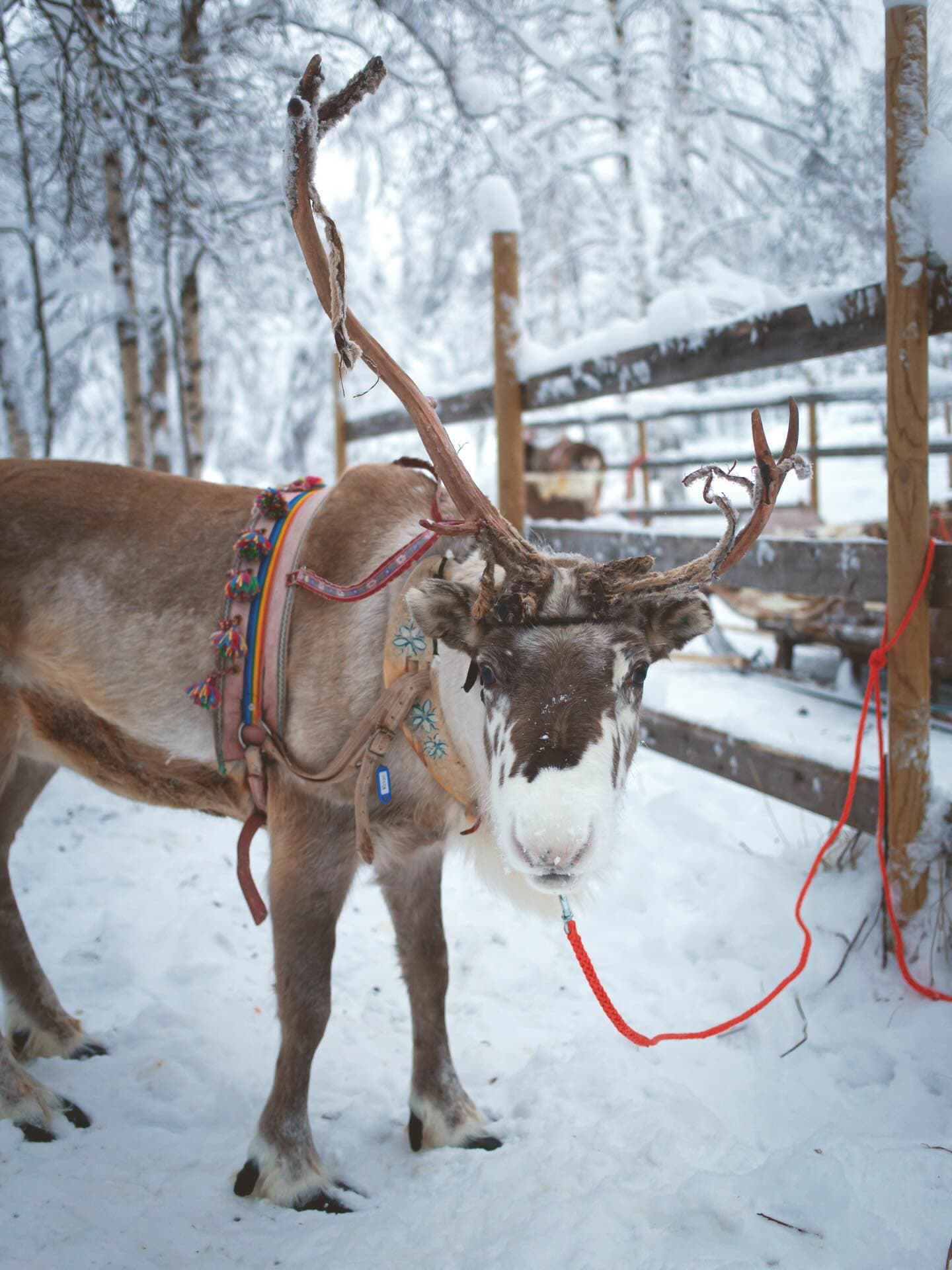 Reindeer with decorated harness and antlers in a snowy outdoor pen.