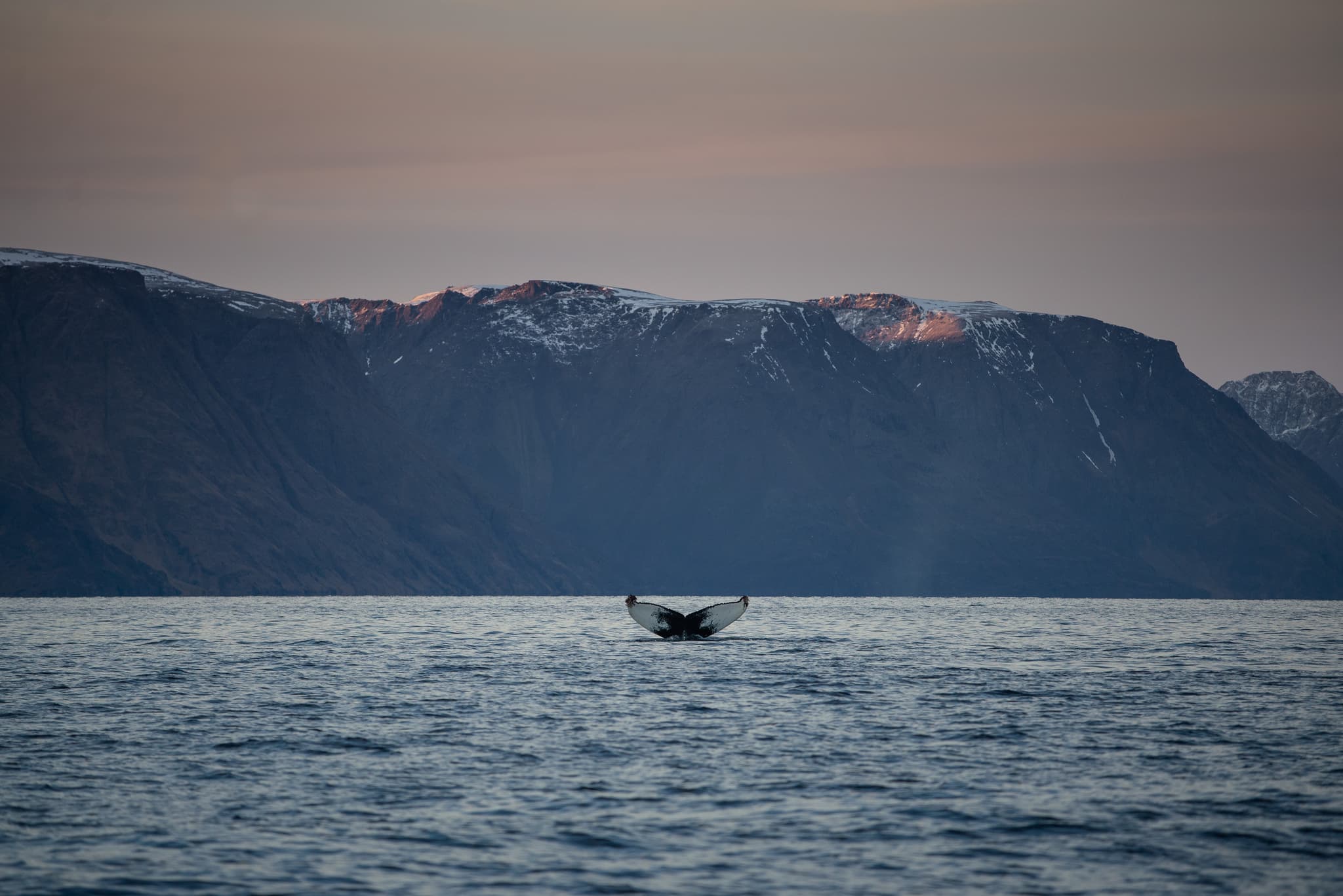 Whale surfacing in calm water below snow-dusted mountains at dusk