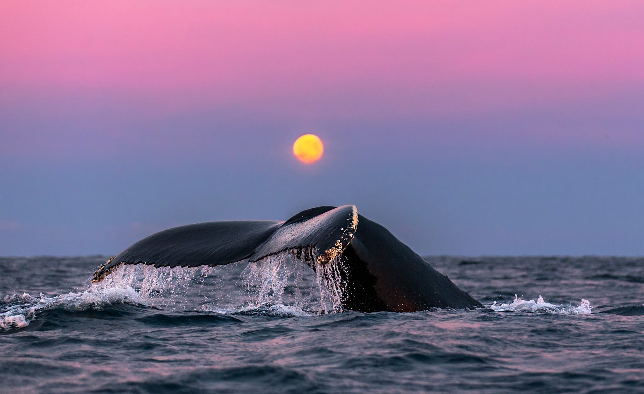 A whale’s tail flukes rise above the ocean surface beneath a glowing low sun in a pink and blue sky.
