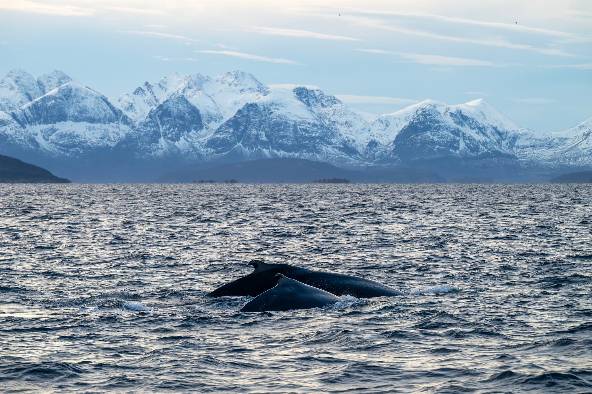 Two whales break the surface of a choppy sea with snow-covered mountains in the background.