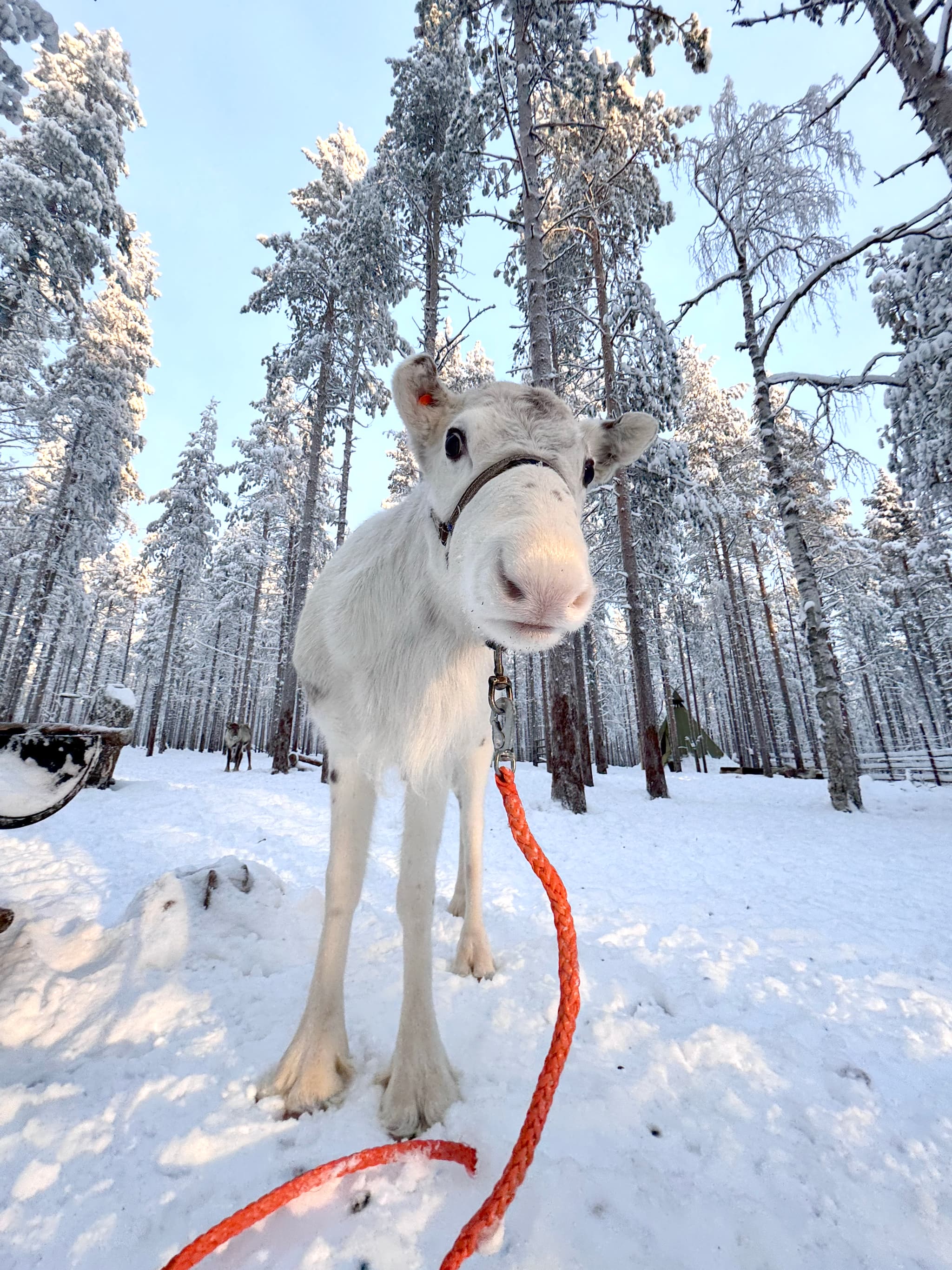 A white reindeer wearing a harness and orange lead stands in a snowy forest among frost-covered trees.