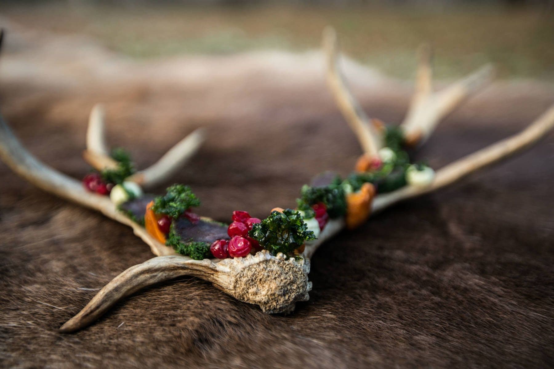 An artistic close-up of a plated dish arranged on a pair of antlers resting on fur.