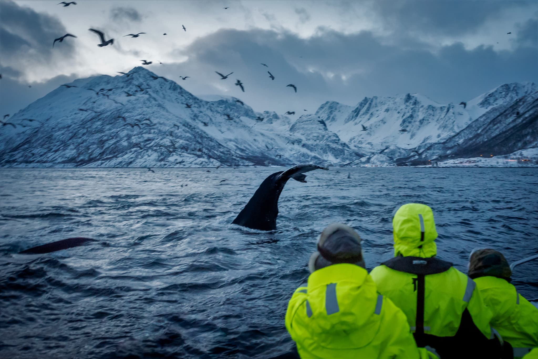 Whale breaching off a rocky, snow-covered coast with seabirds in flight and a few people in bright jackets on the boat.