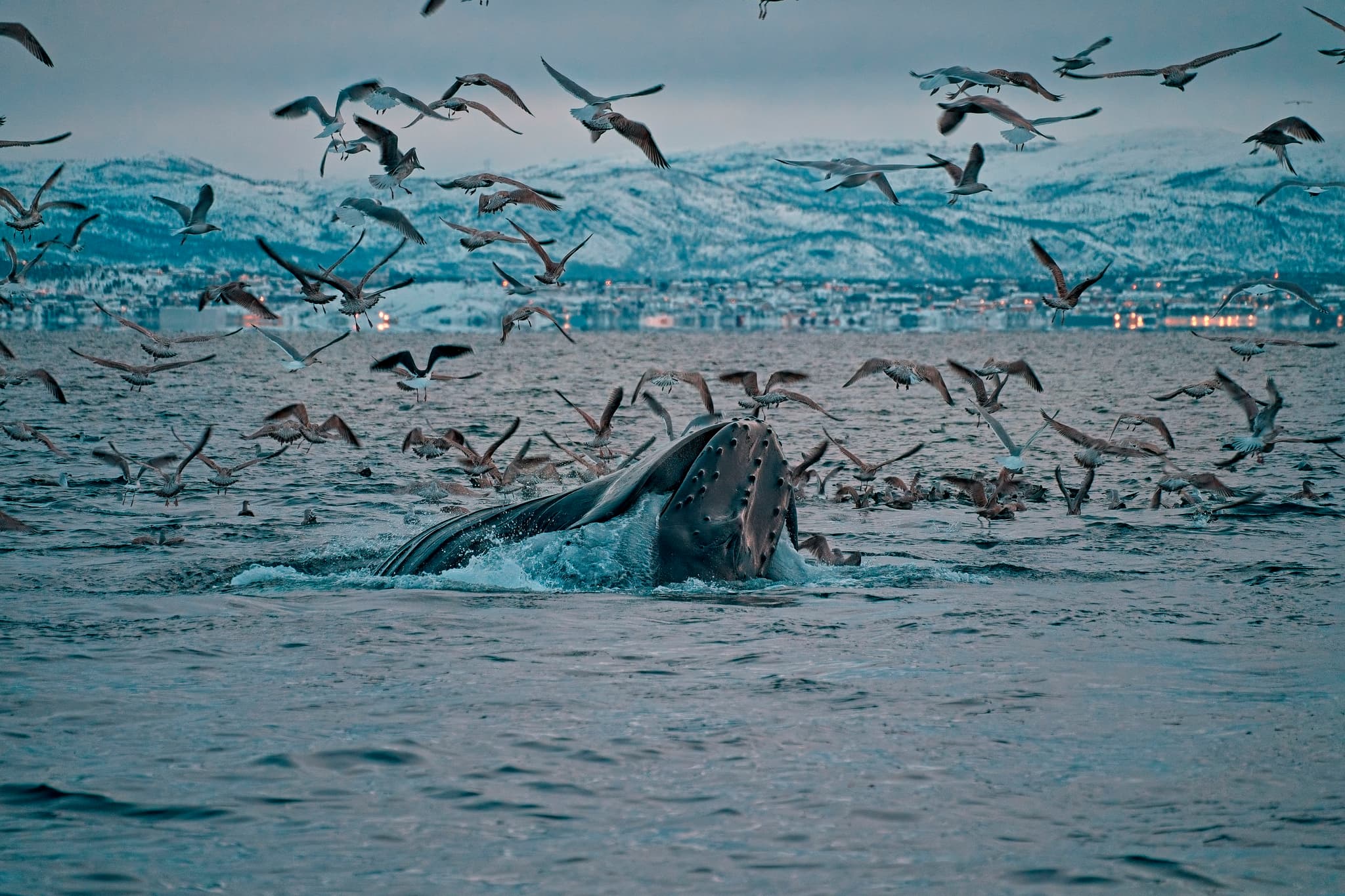 Humpback whale near the water surface feeding as seabirds swarm over the sea in a fjord-like seascape.