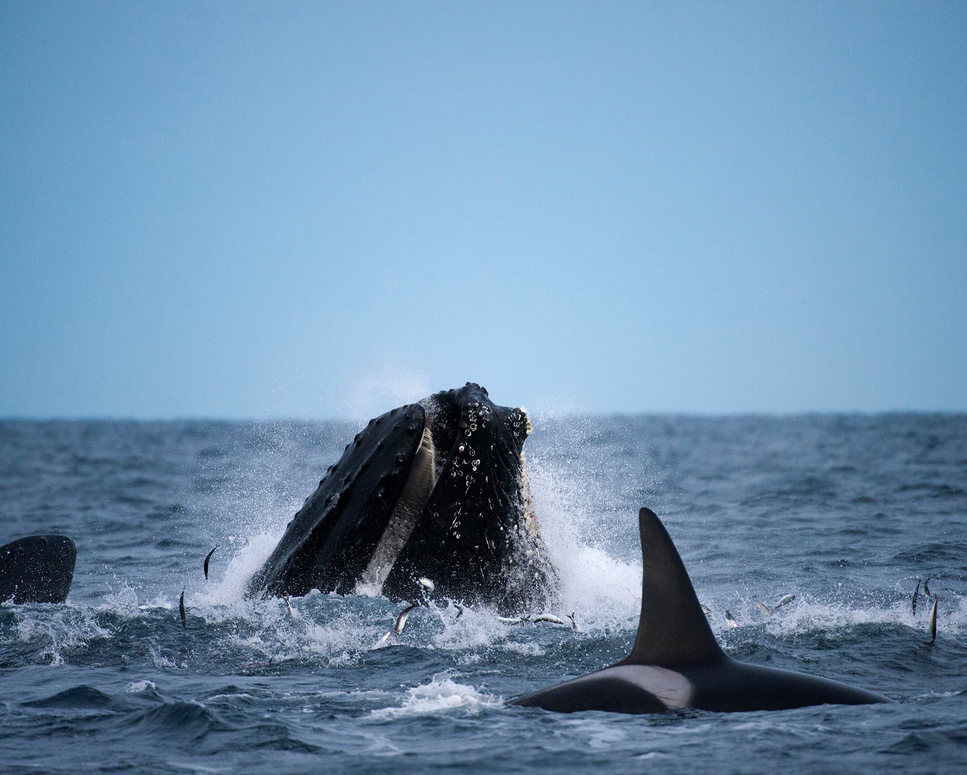 A humpback whale breaches in the ocean near an orca dorsal fin in the foreground.