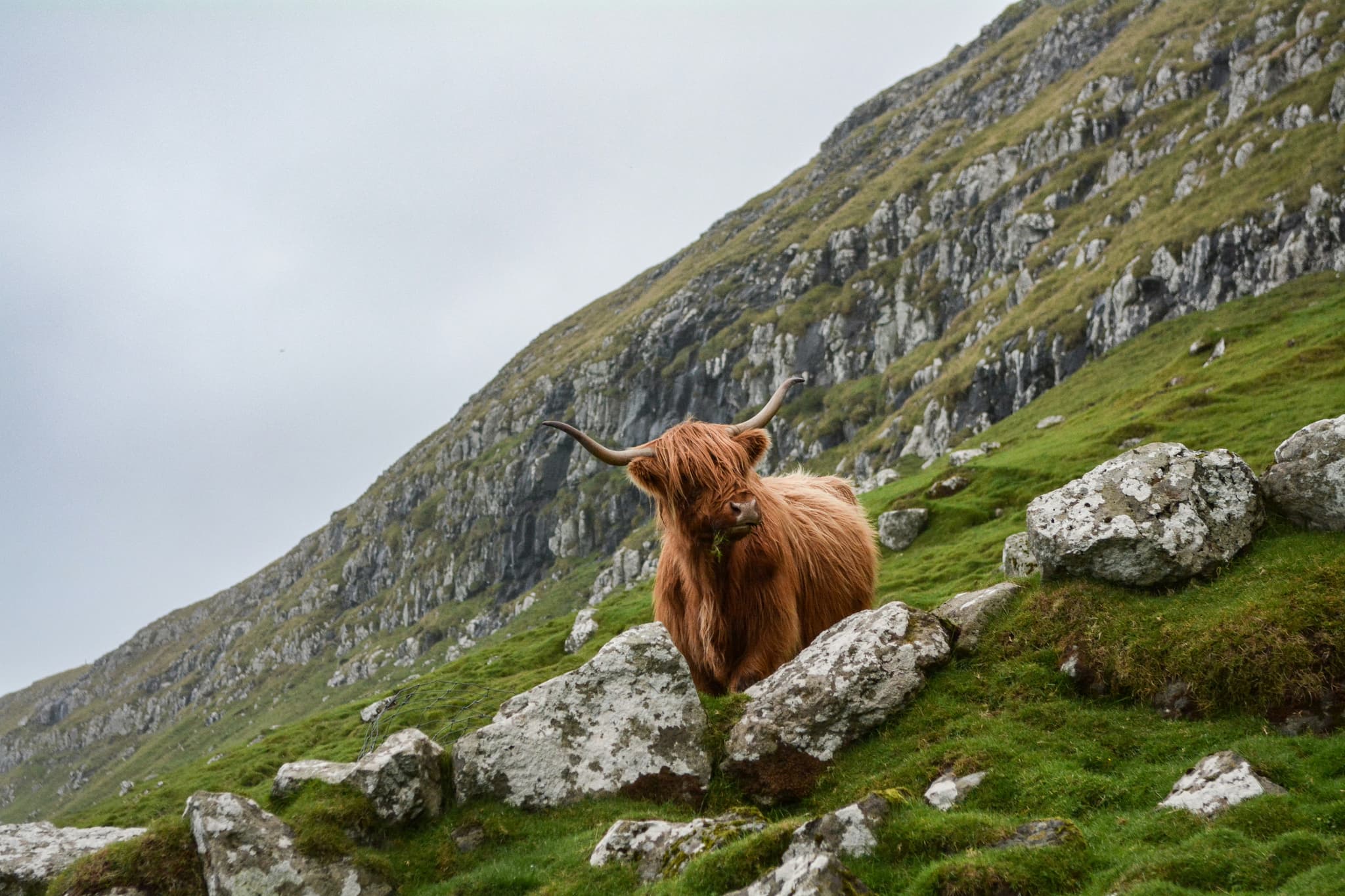 A shaggy Highland cow with long horns stands among rocks on a green mountainside under an overcast sky.