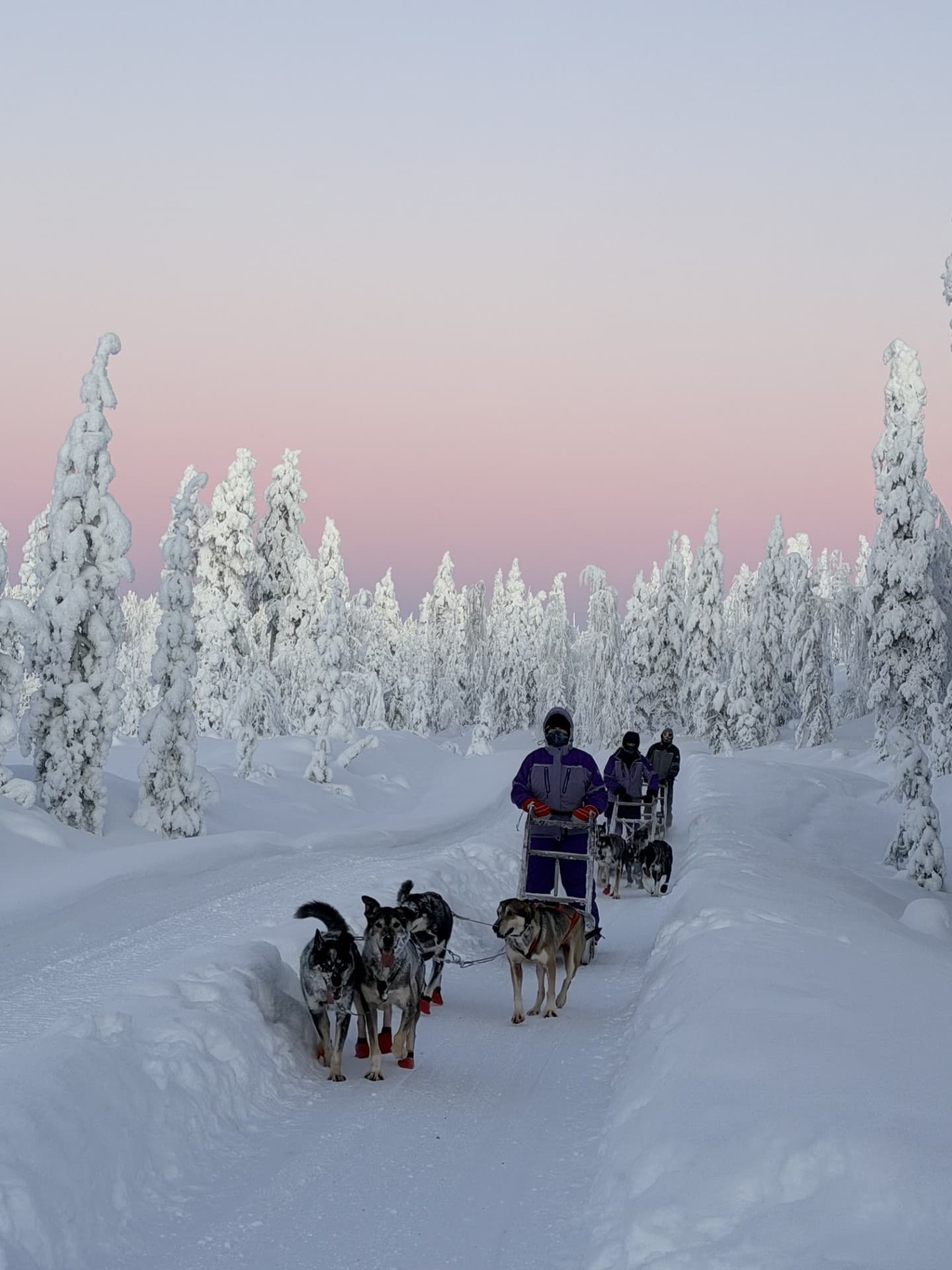 A team of huskies pulls a sled through a snowy forest at dusk beneath a pink sky.