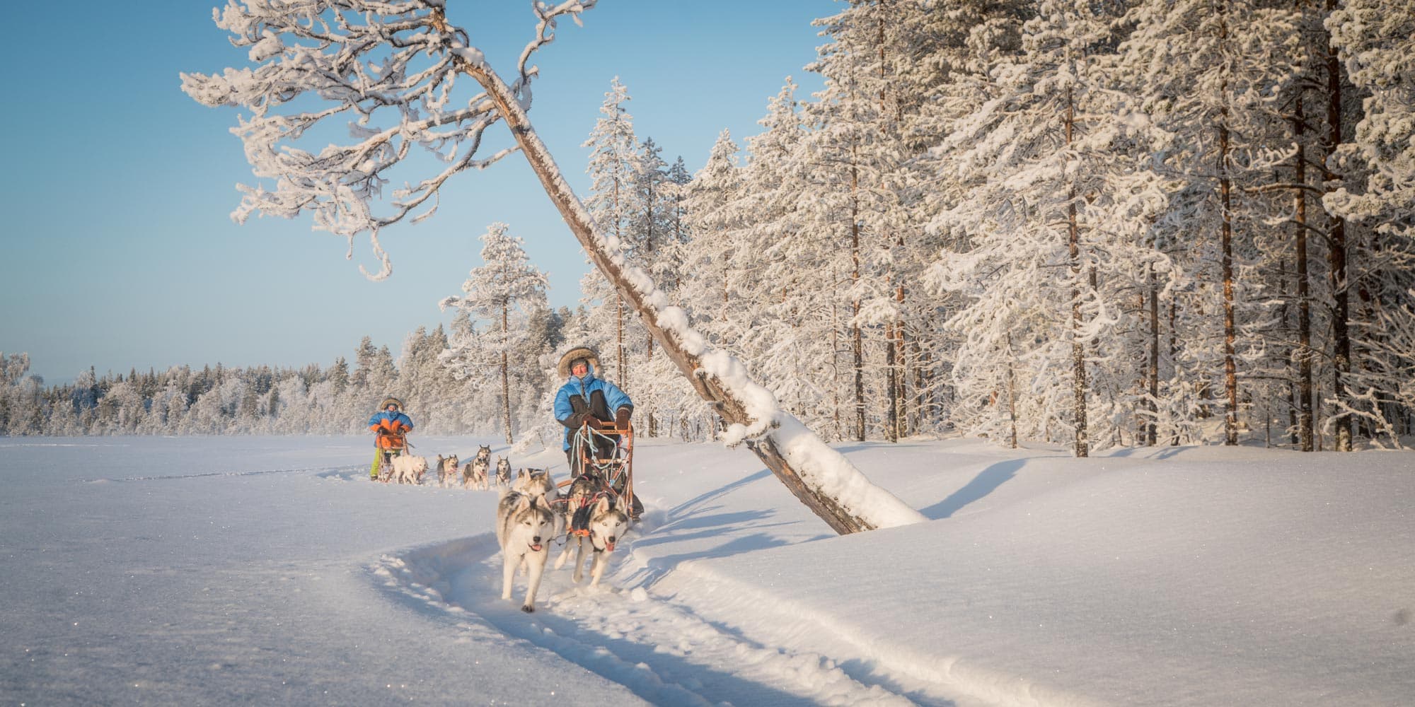 Snow dog-sled team in a snowy forest with a musher riding a sled pulled by huskies, under bright winter sunlight.