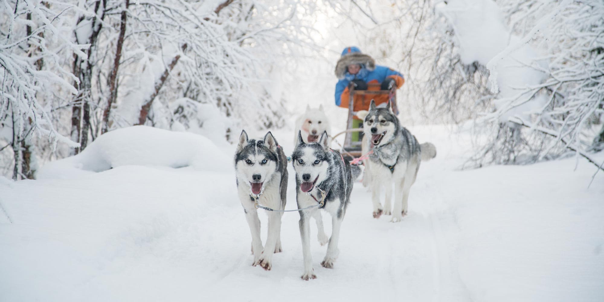 Huskies running through snowy forest with a sled team pulling an orange-and-white dog sled in winter conditions.