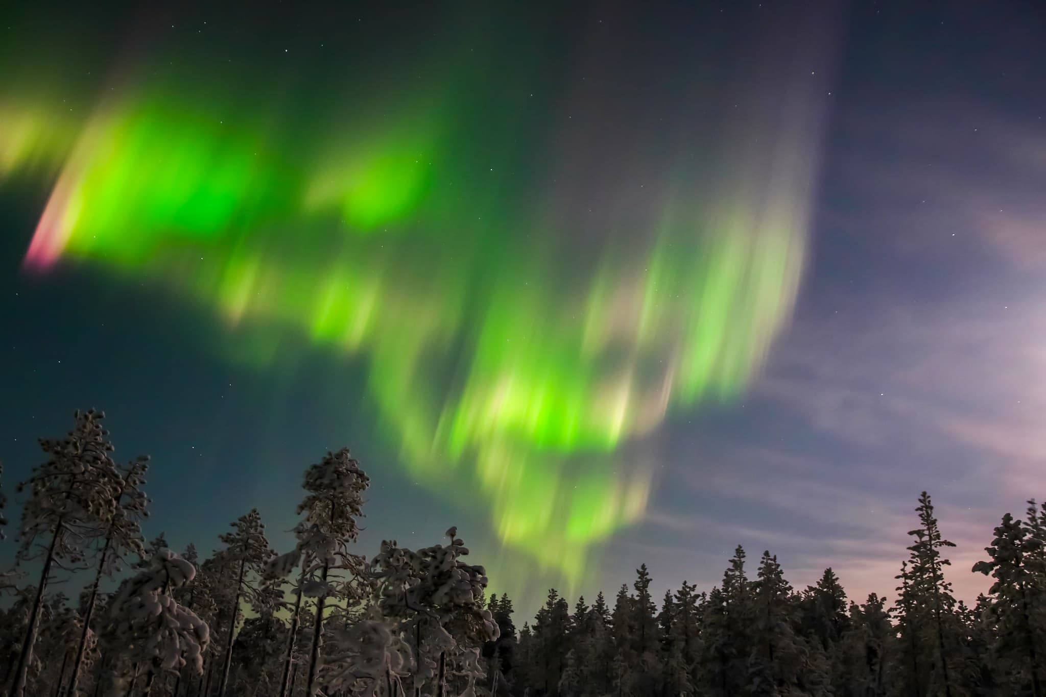 A bright green aurora borealis glows across a starry night sky above snow-covered trees.