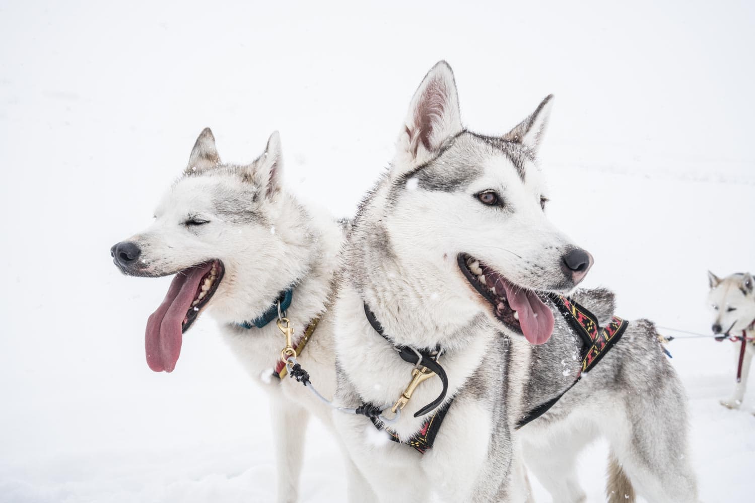 Two husky dogs wearing colorful harnesses run through fresh snow in a bright winter scene.