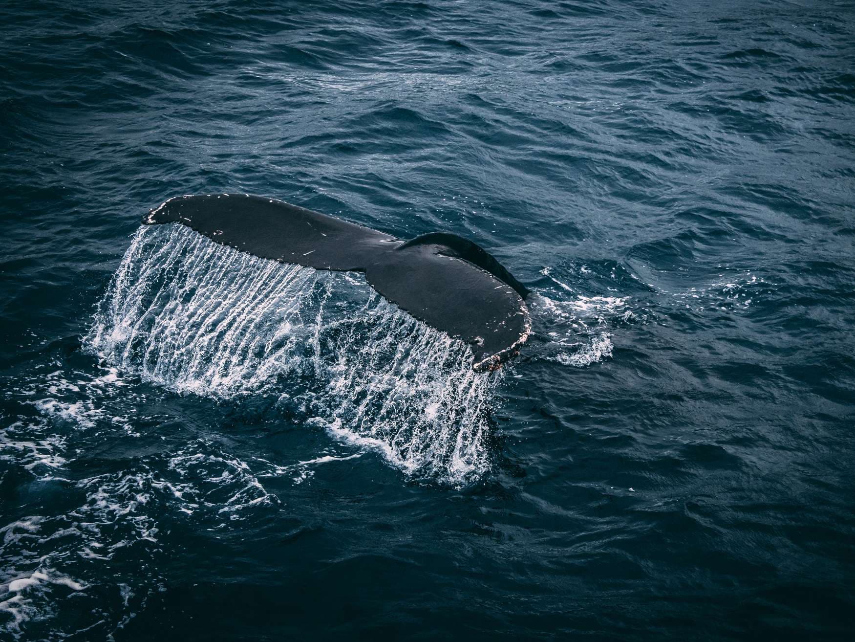 A whale surfaces in dark, choppy ocean water, showing its back and splashing spray.