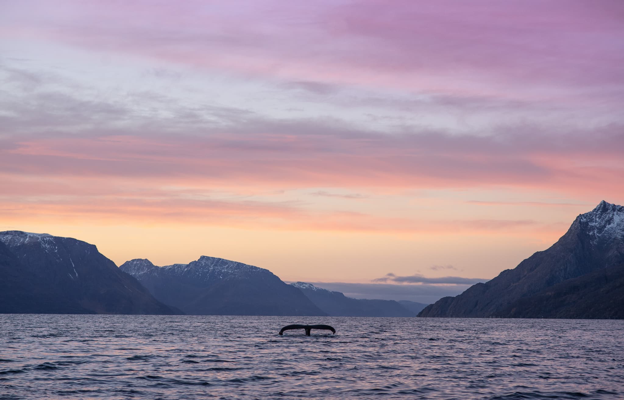Whale spouting near dark fjord mountains during a pastel sunset sky.