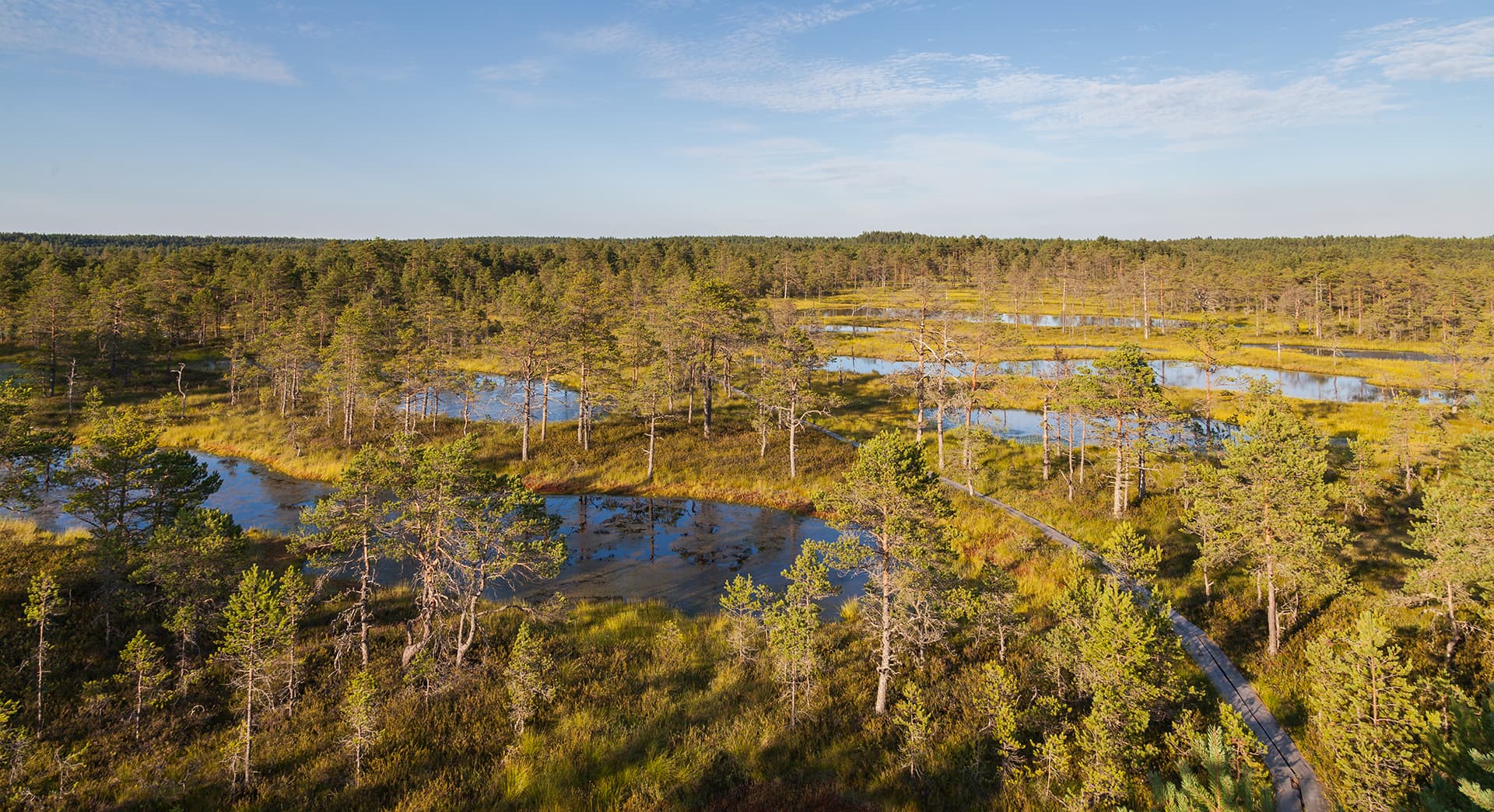A broad wetland landscape with scattered pine trees, shallow water pools, and a wooden boardwalk under a blue sky.