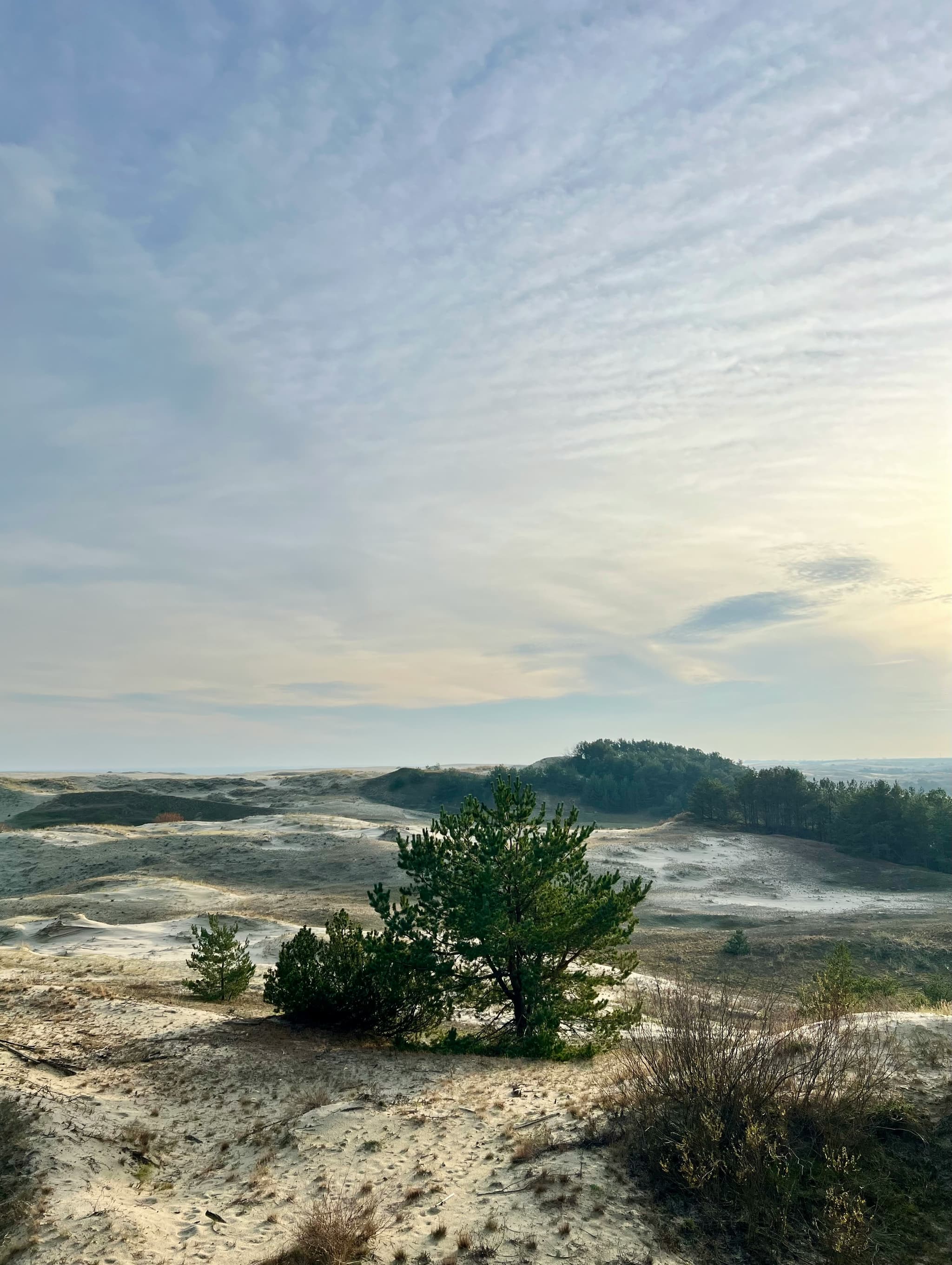 A sandy dune landscape with scattered pine trees beneath a bright, cloud-filled sky.