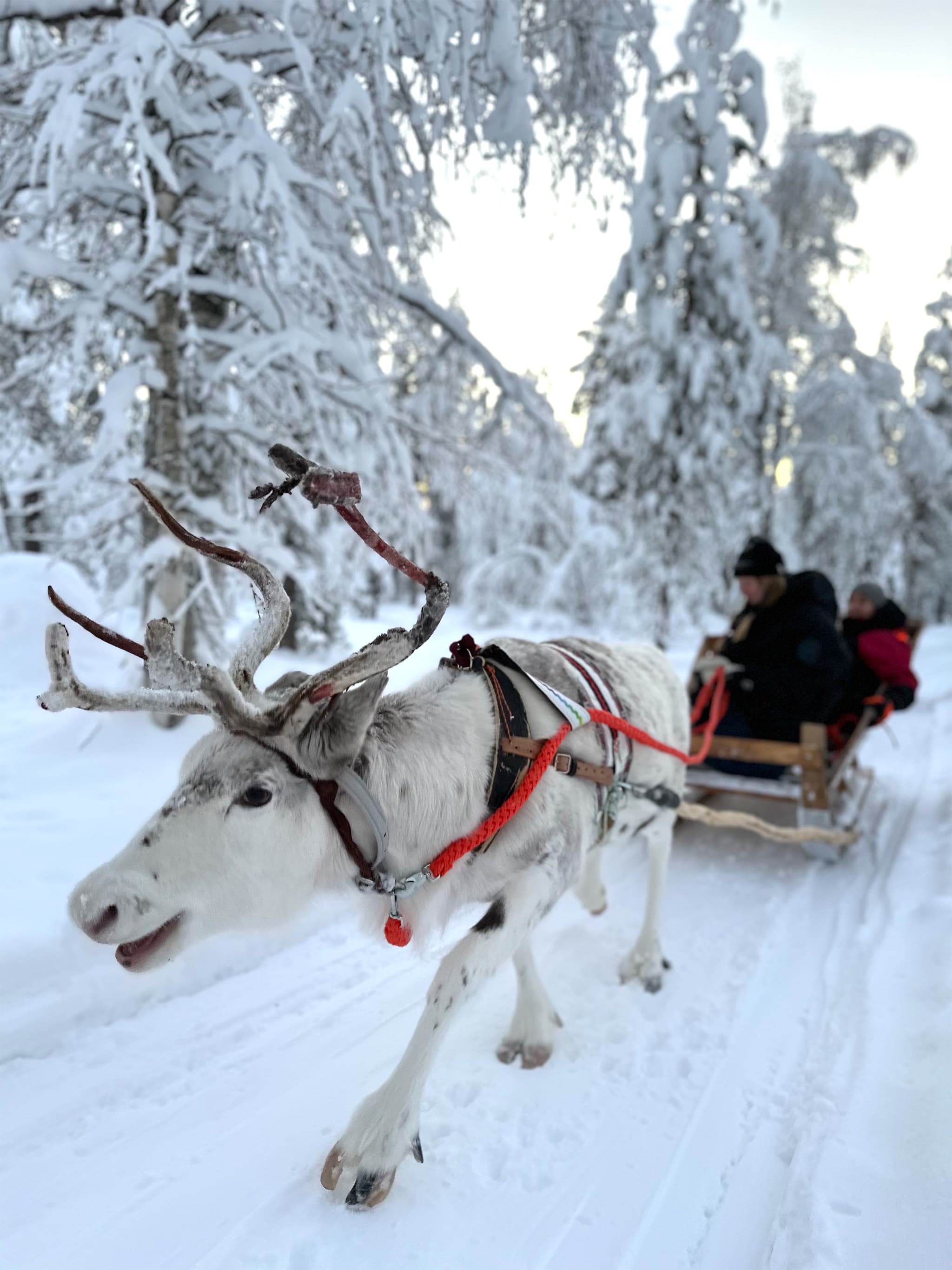 A harnessed reindeer pulls a sled through a snowy forest with two bundled riders seated behind it.