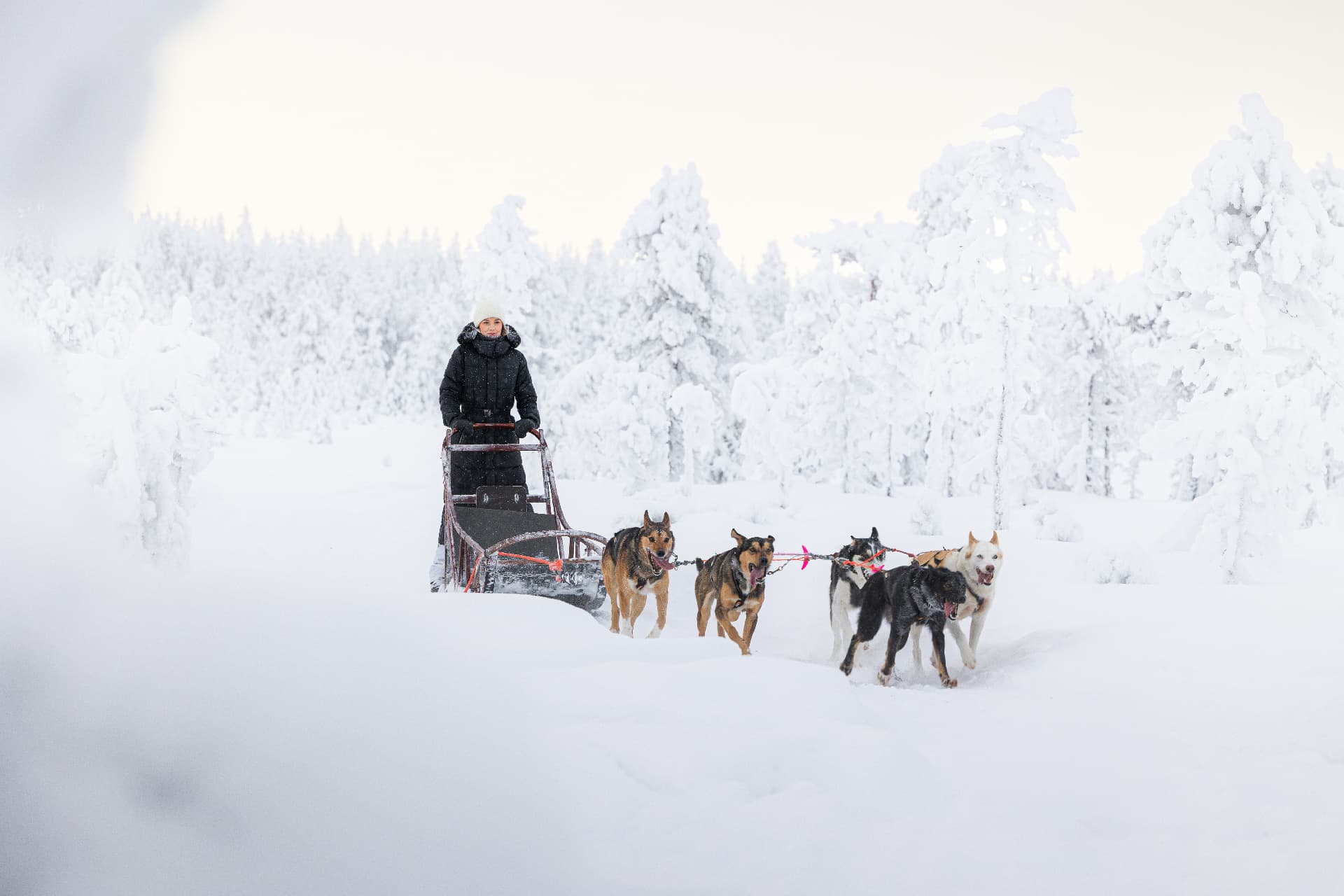 Person riding a dog sled through a snowy winter landscape with a team of sled dogs ahead.