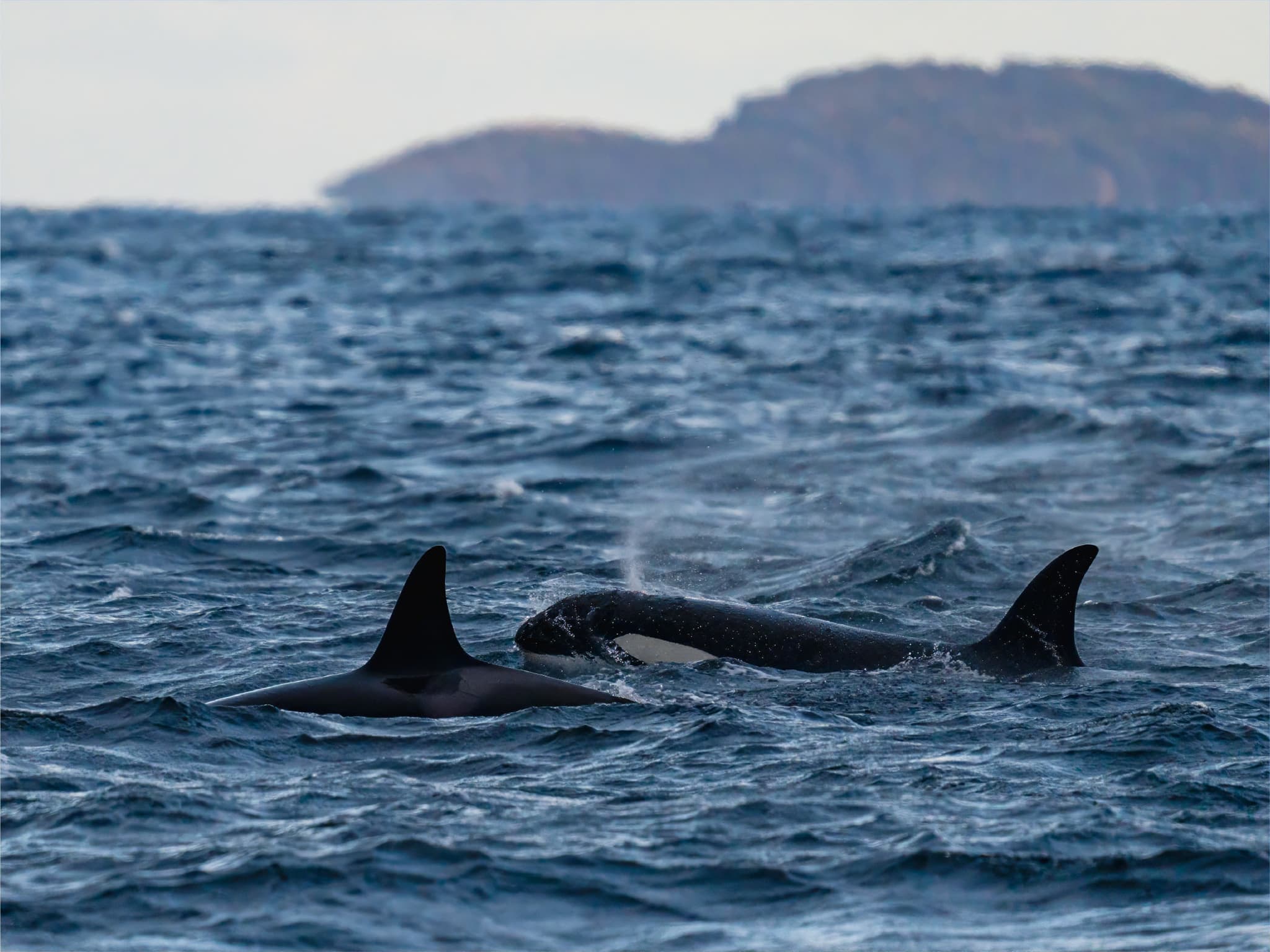 Two orcas surface in choppy open water with a blurred rocky island in the background.