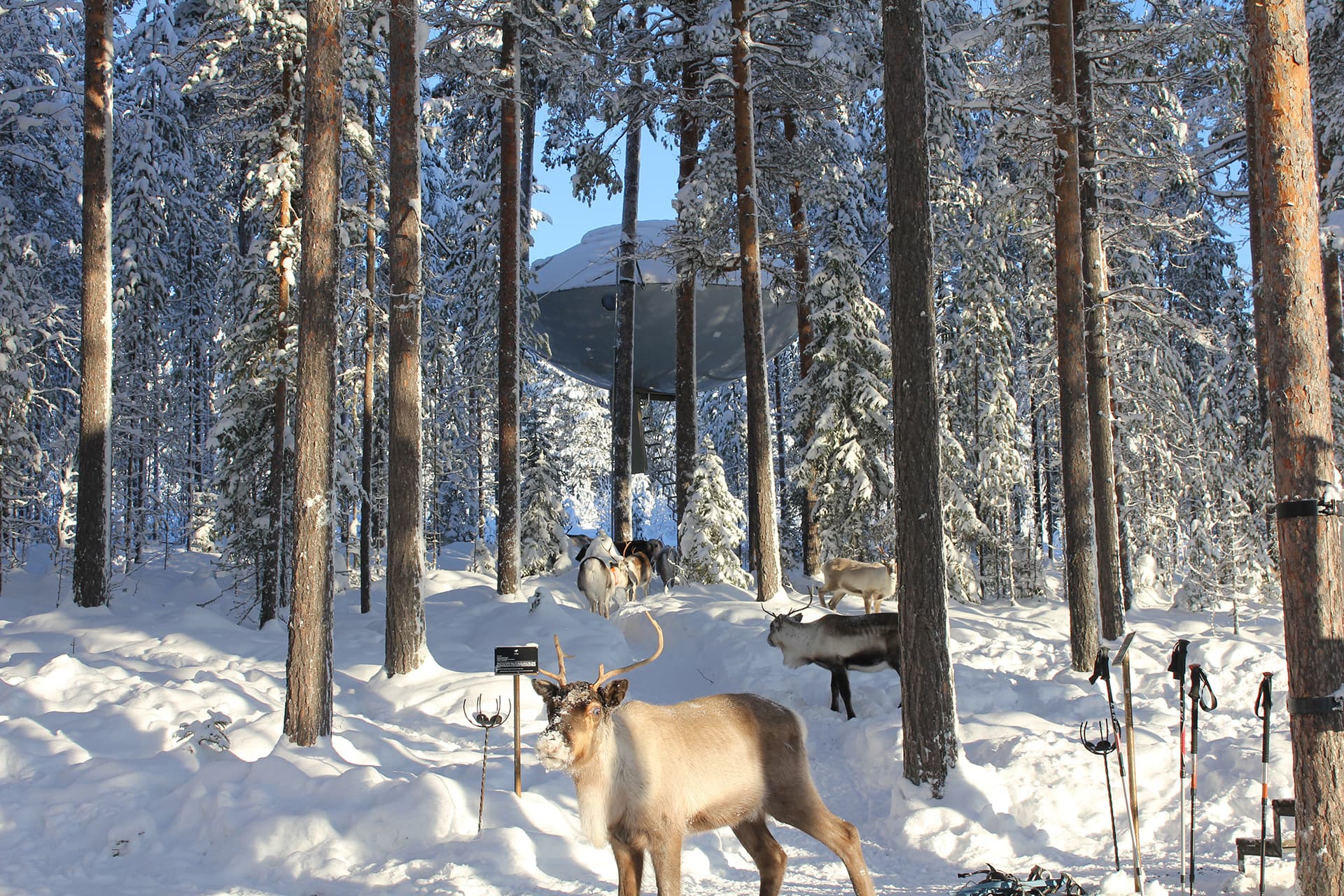 Reindeer stand in a snowy pine forest with tall trees and a large dome-shaped structure in the background.